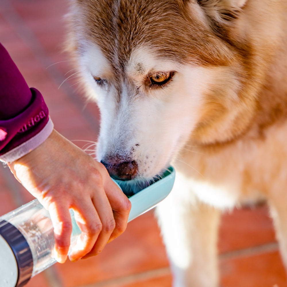 Doggie Bottle™ On the go water + snack feeder - Furry Mates Co