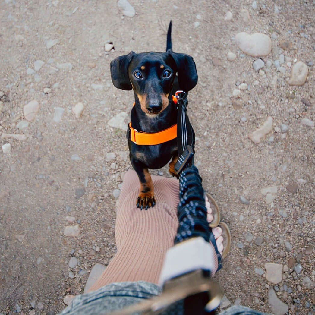 Adjustable No Pull Leash + Seat Belt Buckle - Furry Mates Co