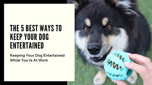 The 5 Best Ways to Keep Your Dog Entertained While You’re at Work