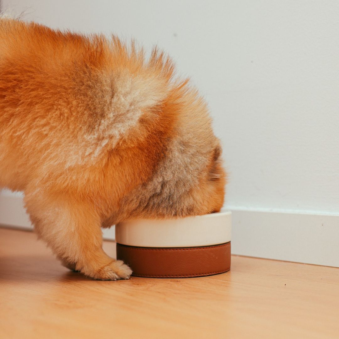 Why it's bad for dogs to eat too quickly