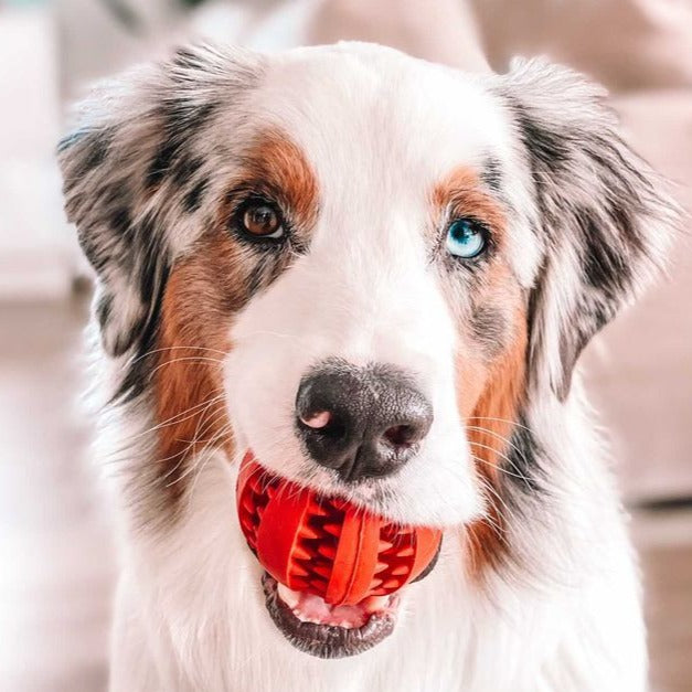 Toothy - Furry Mates Co