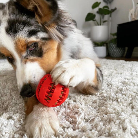 The Boredom Busters Pack - Furry Mates Co