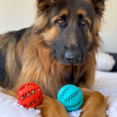 The Boredom Busters Pack - Furry Mates Co