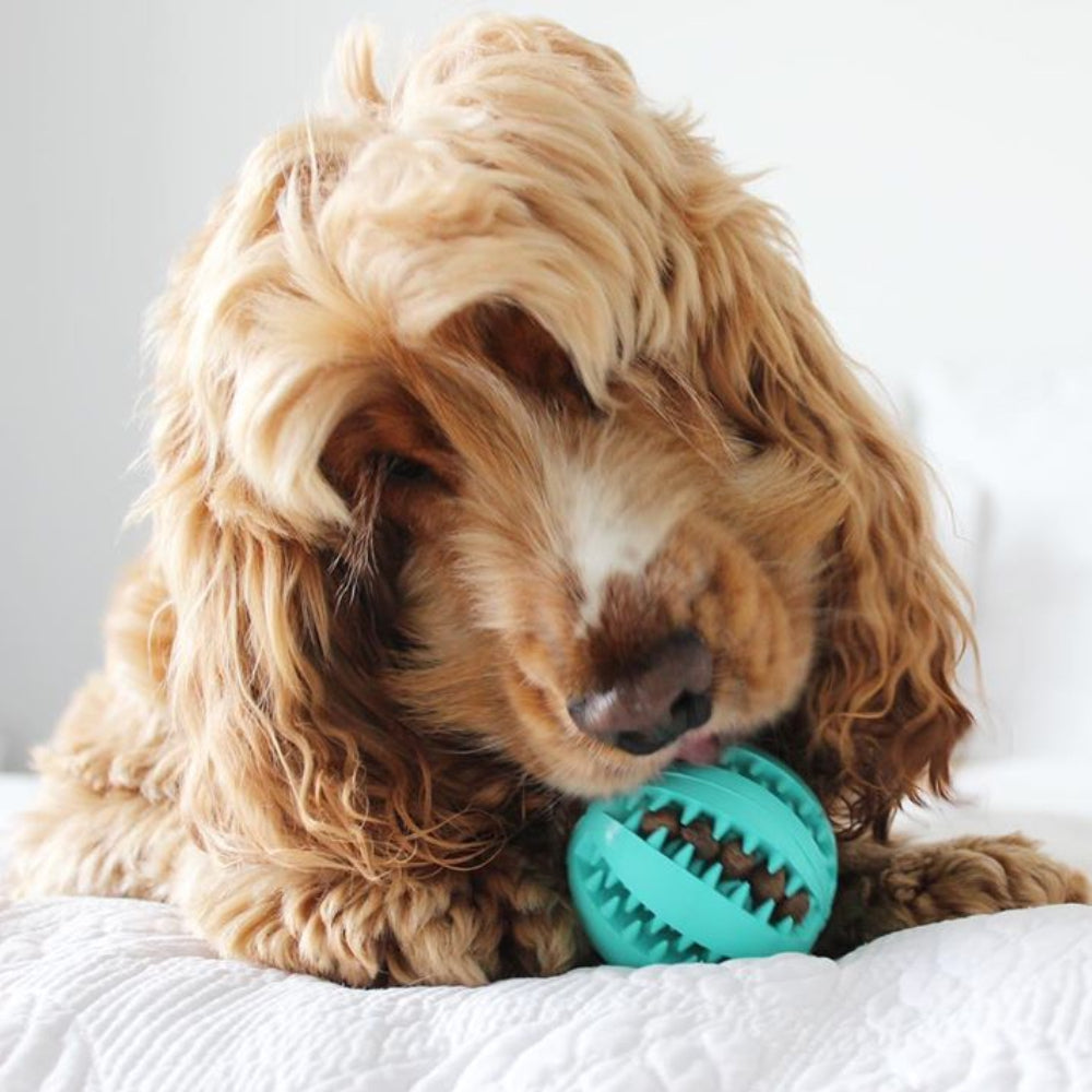 Toothy - Furry Mates Co